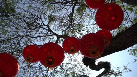 Chinese-lantern-hanging-at-tree-with-back-sun